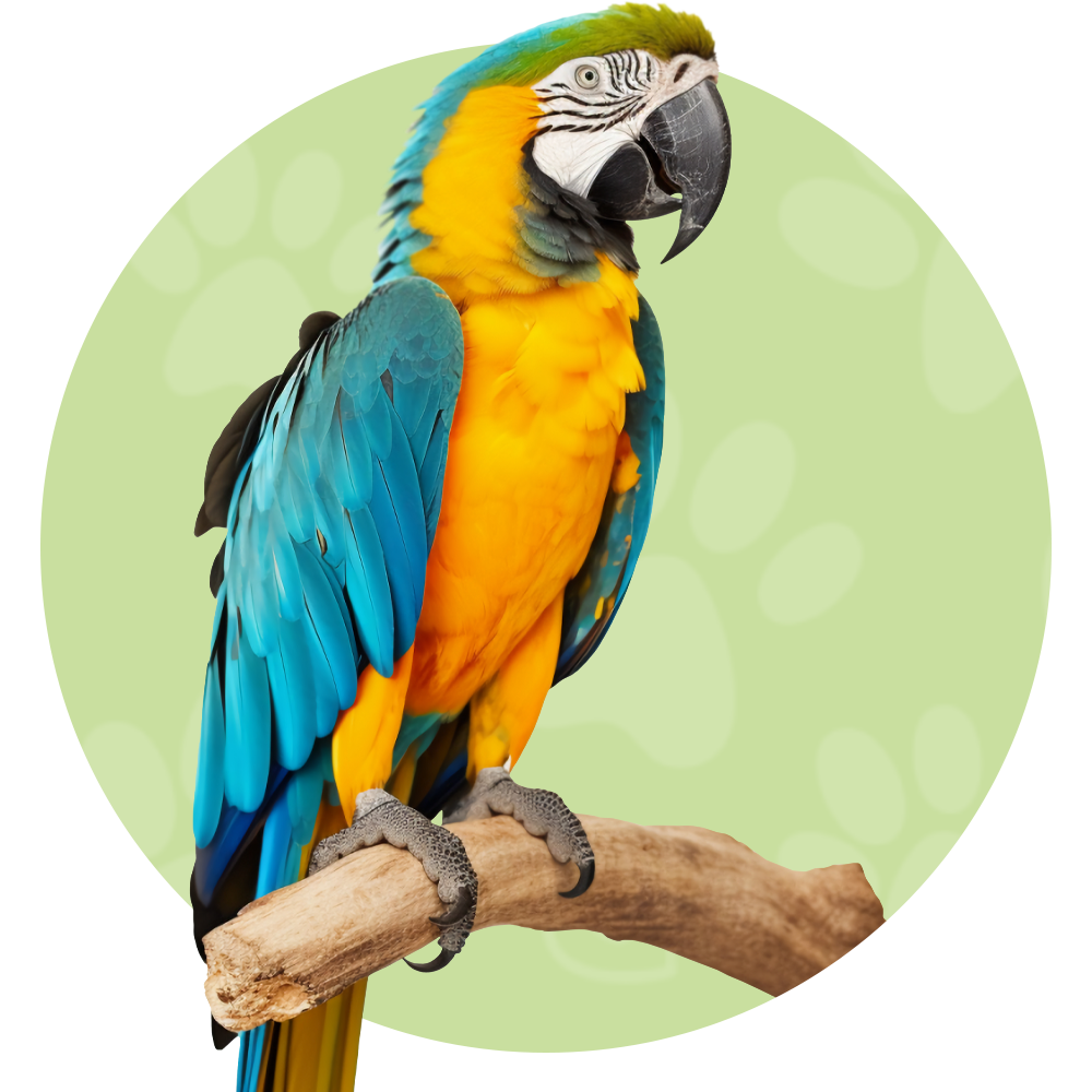 aves